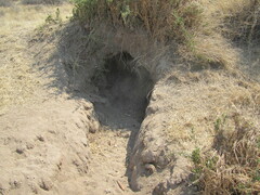 Hystrix africaeaustralis