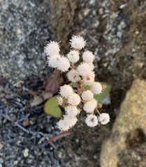Ageratina