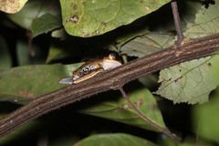 Boana fasciata