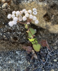 Ageratina