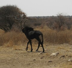 Hippotragus niger niger