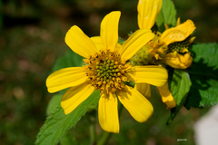 Melanthera latifolia