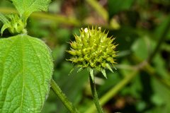 Melanthera latifolia