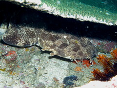 Orectolobus leptolineatus