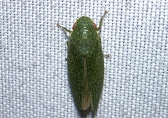 Rugosana querci
