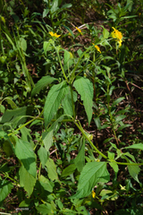 Melanthera latifolia