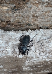 Carabus coriaceus