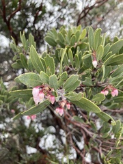 Arctostaphylos pungens