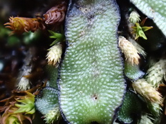 Targionia hypophylla image