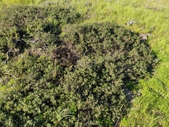 Arctostaphylos franciscana