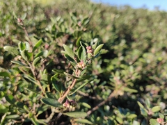 Arctostaphylos franciscana