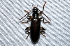 Statira