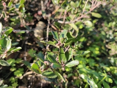 Arctostaphylos franciscana