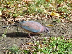Streptopelia senegalensis