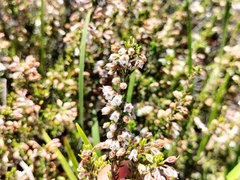 Erica deflexa