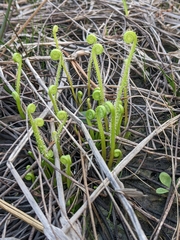 Drosera tracyi