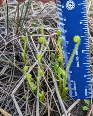 Drosera tracyi