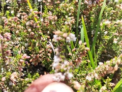Erica deflexa
