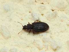 Latridiinae