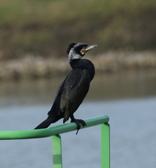 Phalacrocorax carbo sinensis