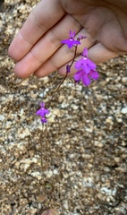 Lobelia aurita