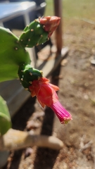 Opuntia cochenillifera