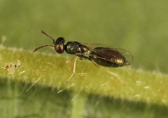 Mesopolobus aequus