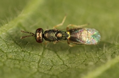 Mesopolobus aequus