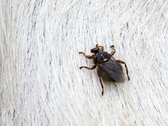 Hippobosca equina