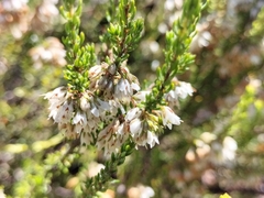 Erica deflexa