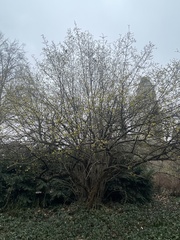 Hamamelis mollis
