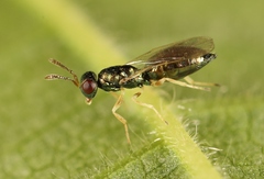 Mesopolobus aequus