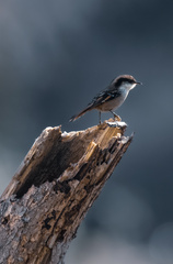 Aphrastura spinicauda