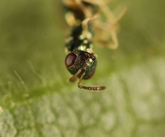 Mesopolobus aequus