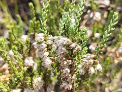 Erica deflexa