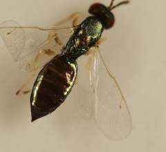 Mesopolobus aequus
