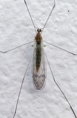 Diptera