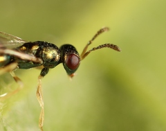 Mesopolobus aequus