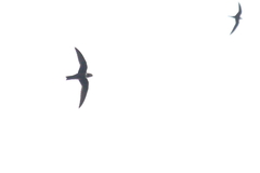 Streptoprocne zonaris