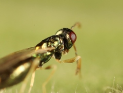 Mesopolobus aequus