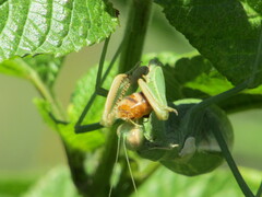 Coptopteryx argentina
