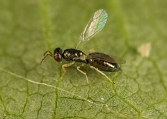 Mesopolobus aequus