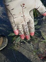 Streptanthus longirostris