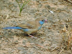 Uraeginthus bengalus