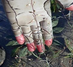 Streptanthus longirostris