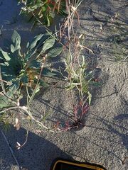 Streptanthus longirostris