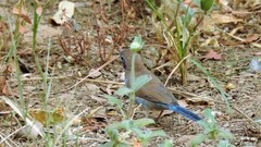 Uraeginthus bengalus