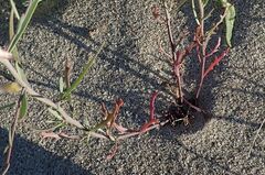 Streptanthus longirostris