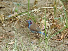 Uraeginthus bengalus