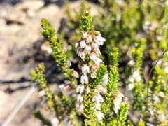 Erica deflexa